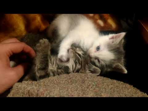 Three week old kitties playing