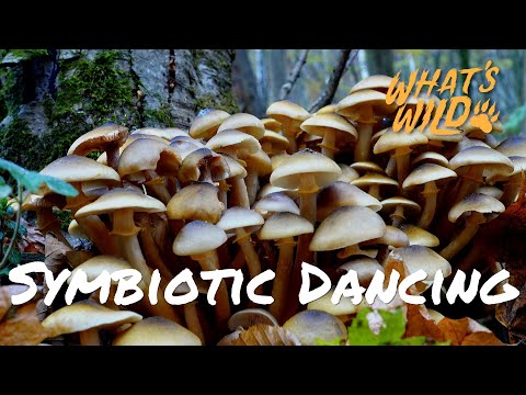 Uncovering the Hidden Work of Mushrooms | What's Wild!