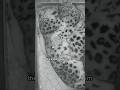 this leopard dad has already surpassed 98% of men in the world #shortvideo #leopard#shorts#love
