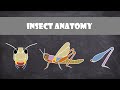 insect anatomy entomology