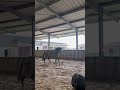 Magnifique PRE tr&egrave;s prometteur 