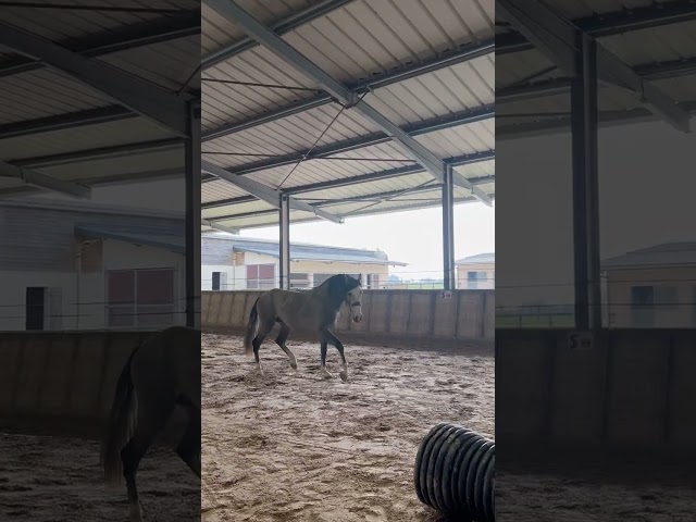 Magnifique PRE tr&egrave;s prometteur 