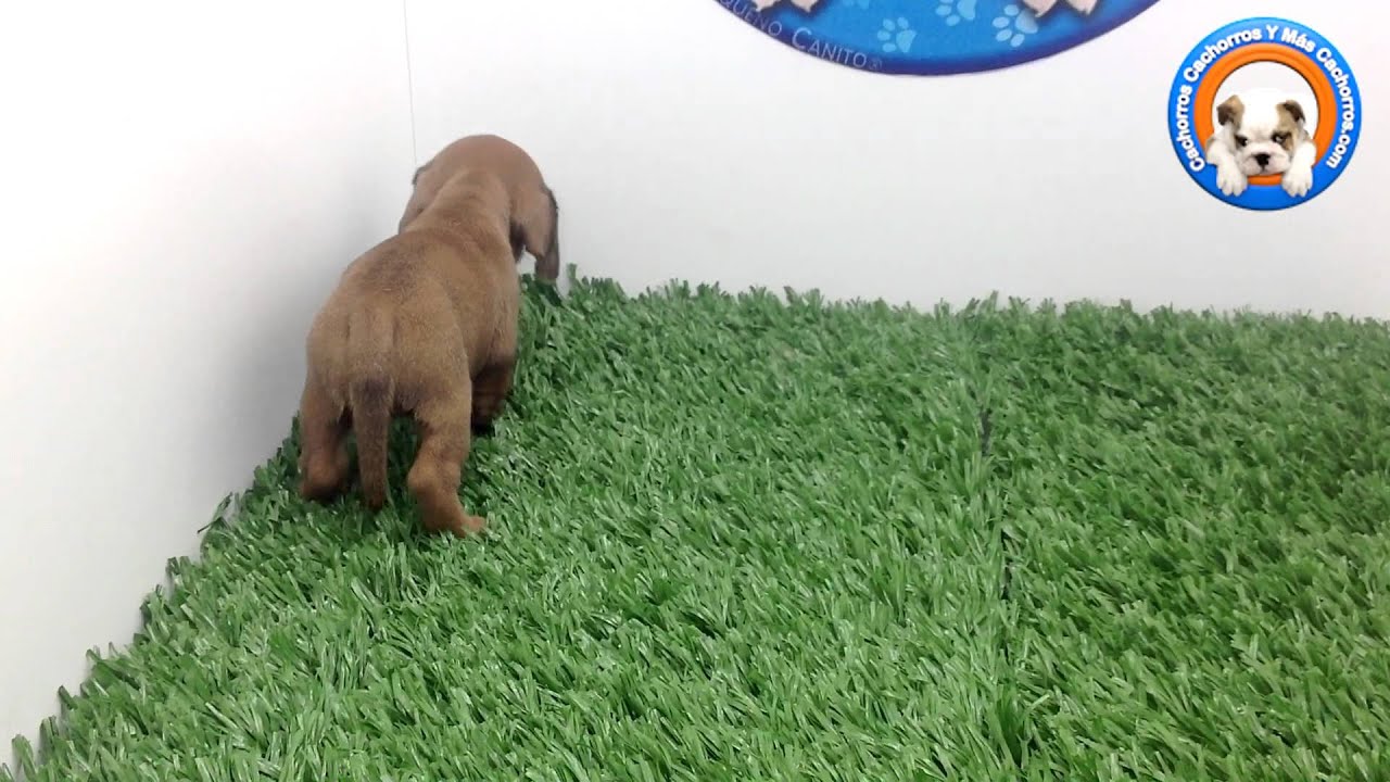 Venta de Perros Salchicha en Cachorrs y más cachorros