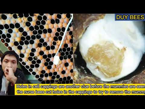 What is Chalkbrood and how do I treat it?