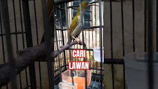 Download lagu PIJANTUNG GUNUNG GACOR #pijantung #pijantunggunung #burungpijantung mp3