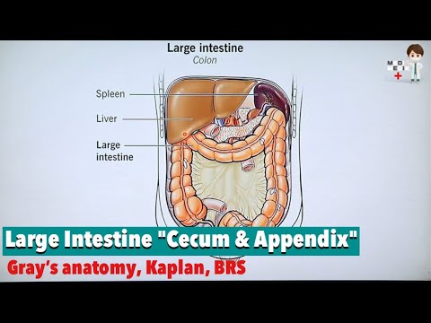 Large Intestine "Cecum & Appendix" (Anatomy #80)