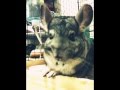 Wally & Stash - Chinchilla PhotoPlay 1