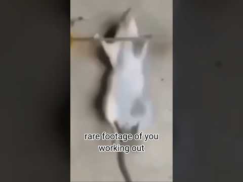 rare footage of you working out #rat #weights #lift #shorts #fypシ゚viral #fypシ #trending #trend #meme