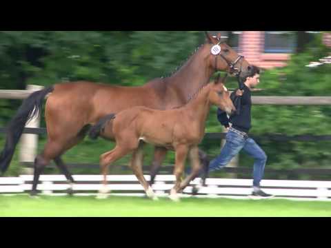 Stutfohlen Balou du Rouet-Monte Bellini