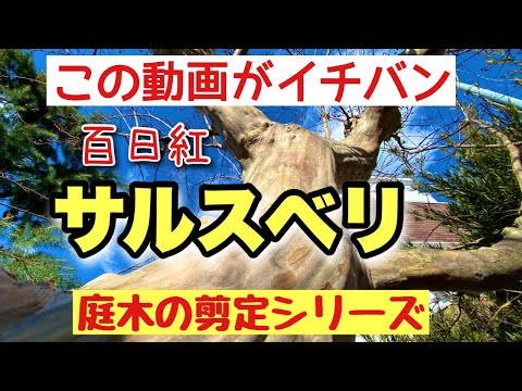 インドライラックの色あせた花は切ったほうがいいでしょうか？夏のサルスベリの剪定について知っておくべきことすべて  庭園