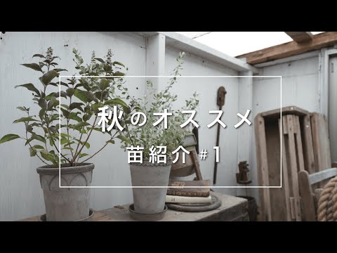 お腹を空かせたミツバチのための早咲きの低木10本 ガーデンデザイン