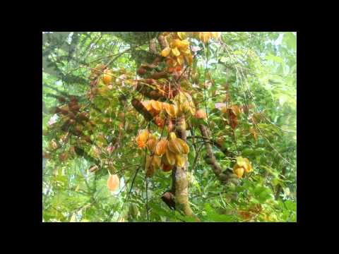 Thể hiện bởi Hồng Mơ