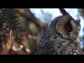 Long-eared Owl (Asio Otus)  🐦🦜🕊️🦉