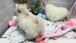 ハーフ犬の動画01