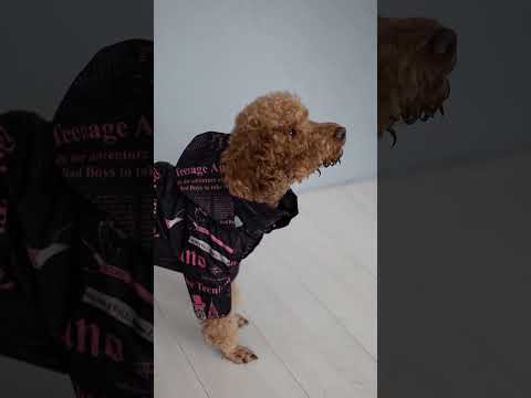 Дождевик комбинезон для собак из плащевки со скрытым капюшоном с кнопками на животе водоотталкивающий - фото 2 - id-p2076254172