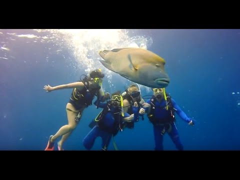 Great Barrier Reef Dive & Snorkel Tour with DownUnder Cruise & Dive, Cairns | Experience Oz