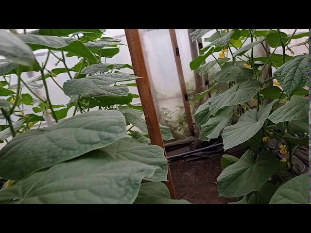 огурец Чайковский обзор