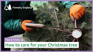 Expert tips for how to look after your Christmas tree