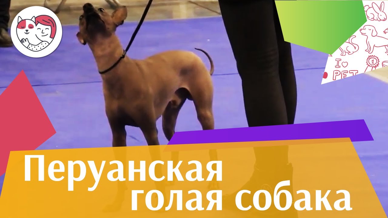 Перуанская голая собака Содержание ilikepet