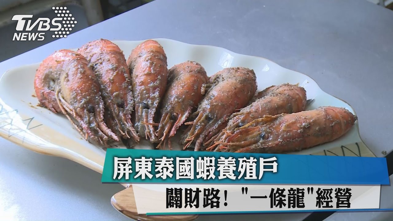 闢財路!屏東泰國蝦養殖戶 「一條龍」經營