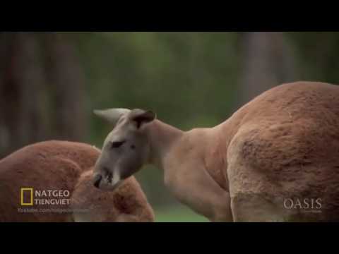 Thiên Nhiên Hoang Dã Một Ngày Ở Nước Úc ( - NatGeo Tiếng Việt)