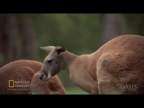 Thiên Nhiên Hoang Dã Một Ngày Ở Nước Úc (  - NatGeo Tiếng Việt)