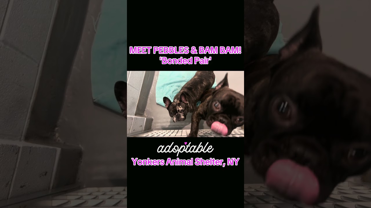Pebbles and BamBam, an adopted French Bulldog in Yonkers, NY video 2/4