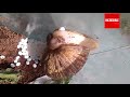 Snails Laying Eggs - Hatching Process of Beautiful Snails | Timelapse & Closeup