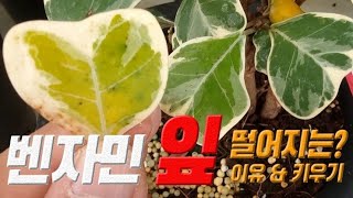 벤자민 고무나무 잎이 떨이지는 이유 
