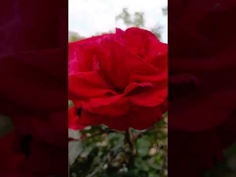 beautiful rose#savitri