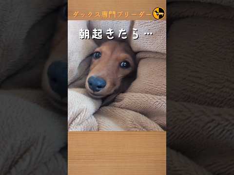 なぜ鶏にタイムを与えるのでしょうか？ブリーダーはそれをどのように利用して、その 3 つの驚くべき利点を享受しているのでしょうか?  庭園