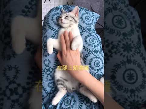 Cat Videos Compilation OMG So Cute Cats #0251