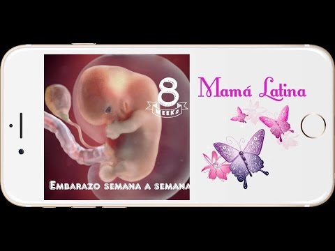 SEMANA 8 DE EMBARAZO | 8 WEEKS PREGNANT | 2 MESES DE EMBARAZO | DESARROLLO DE TU BEBE