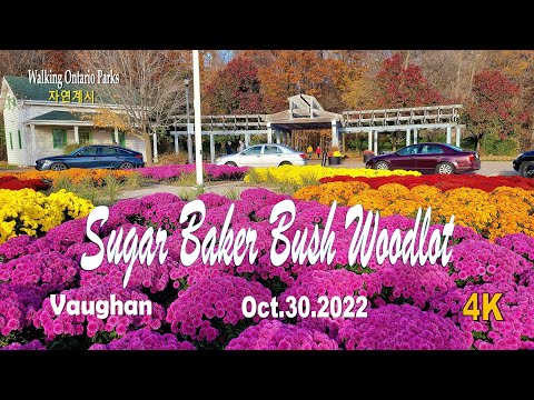 [4K] Sugar Baker Bush Woodlot, Vaughan [2022.10.30]