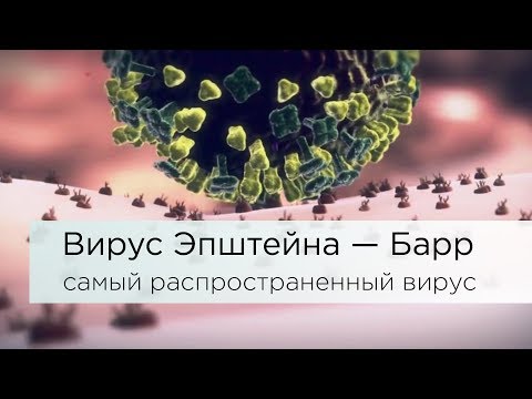 Вирус Эпштейна – Барр.  Самый распространенный вирус