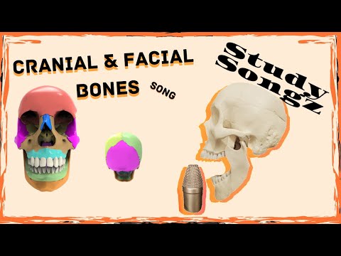 Cranial and Facial Bones Song - Study Songz - Bones of the Skull