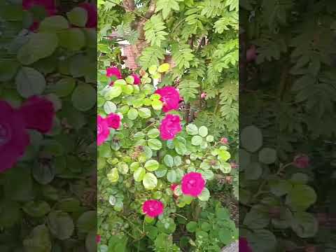 Red Roses #ukroyalshorts #dance #piyumi