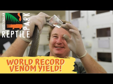 COASTAL TAIPAN VENOM RECORD BREAK! | The Australian Reptile Park