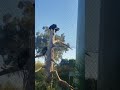 Vulture San Diego Zoo