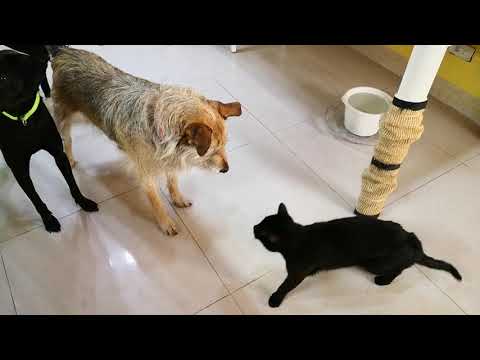 Amala interacts well with cat.