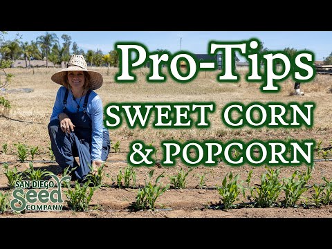 Planting & Harvesting CORN🌽The 3 Different Types & My Recommendations