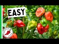 5 EASY Peppers To Grow For Beginners