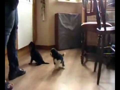 MiniMax's cavalier-kull sex veckor