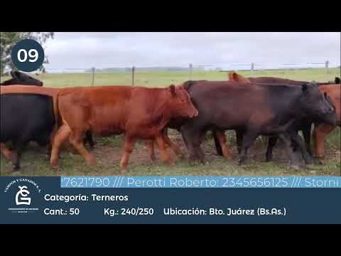 Lote Machos - Bto Juárez Bs As