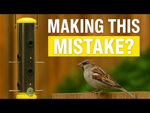 Why Birds Aren’t Coming to Your Feeder (And How to Fix It!)