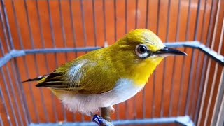 Download lagu BUXTONI PAUD GACOR, PLECI BUXTONI PAUD GACOR Belajar Ngalas Speed mp3