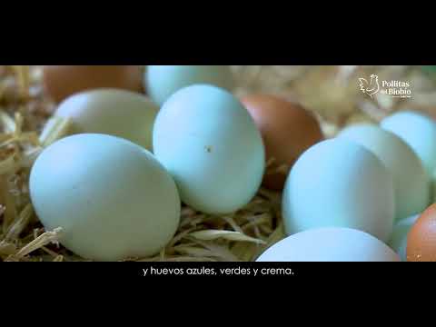 Pollitas del Bio Bio