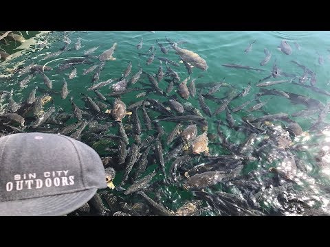 download lagu mp3 mp4 Live Striped Bass For Sale, download lagu Live Striped Bass For Sale gratis, unduh video klip Live Striped Bass For Sale
