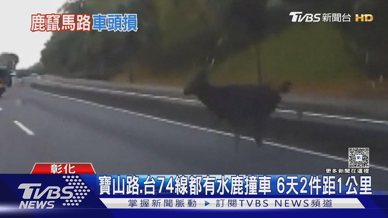 彰化八卦山「水鹿連續撞」!6天內2車遭殃 駕駛嚇傻:有機車那麼大