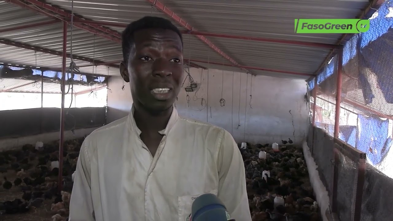 Sécurité alimentaire : Niblé Gnanou mise sur les poulets locaux améliorés